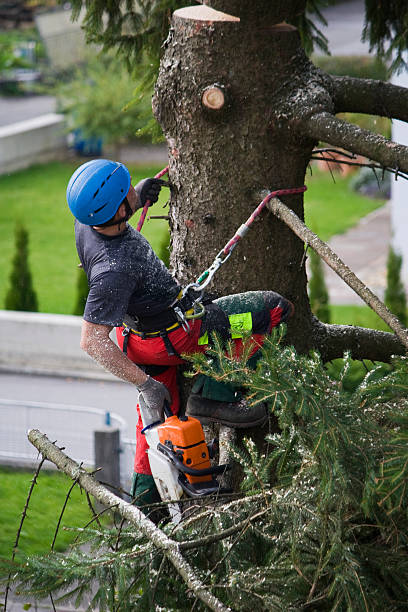 Best Firewood Processing and Delivery  in Brady, TX